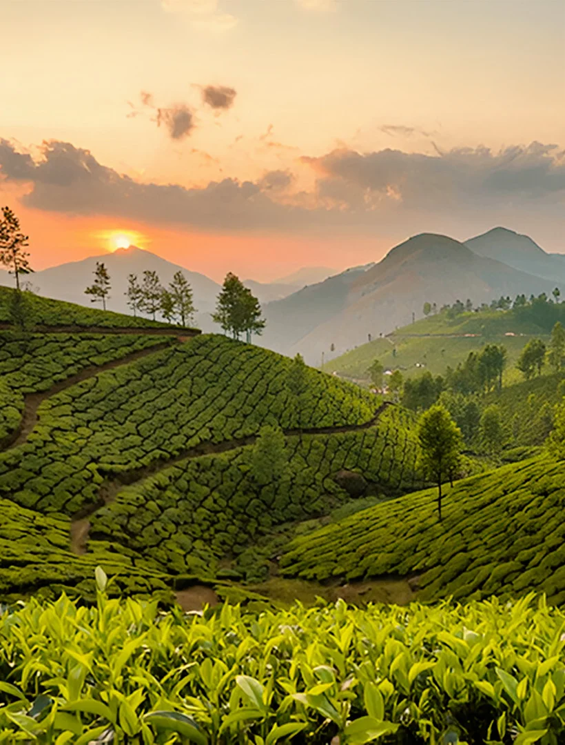 Munnar tea gardens